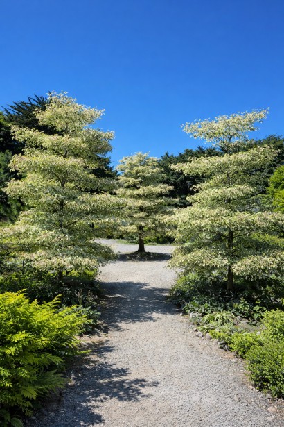 Cornus Варієгата опис